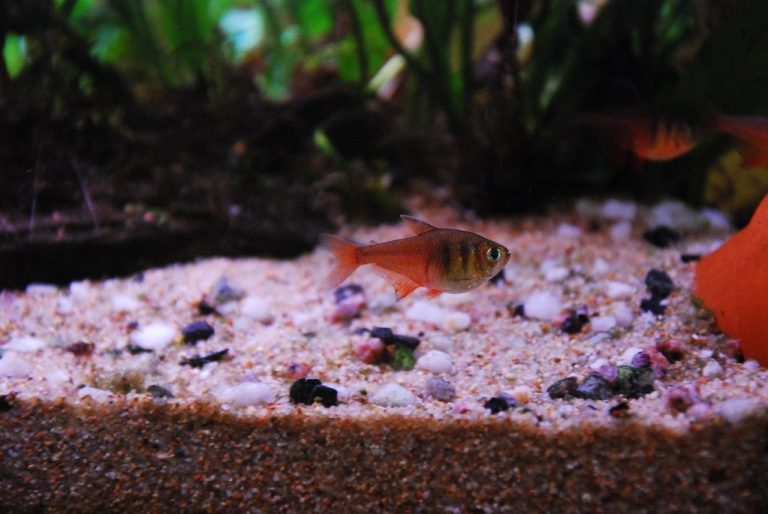 Rare/Exotic Tetra Varieties