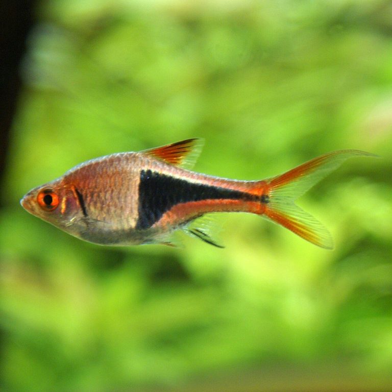Rasbora Species Guide