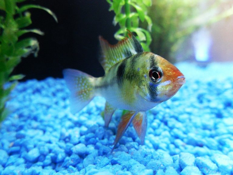 Red Colored Freshwater Fish