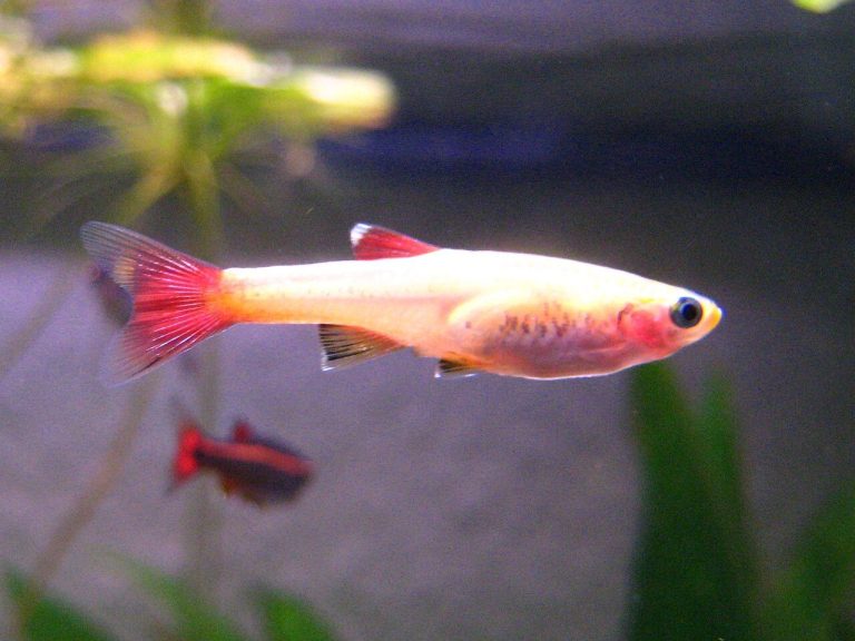 Red Freshwater Fish Species