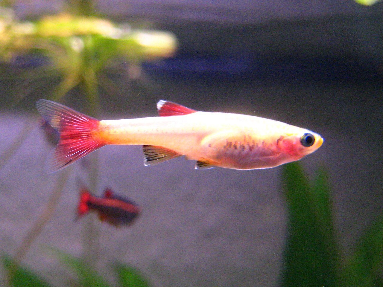 Red Freshwater Fish Species