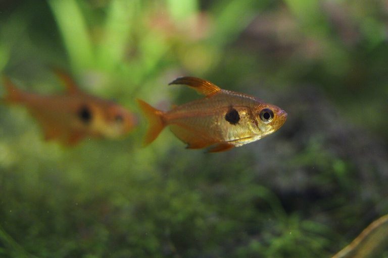 Red Phantom Tetra Tank Size (Gallons)