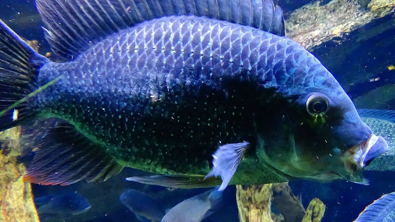 Rope Fish (Reedfish) Care Guide