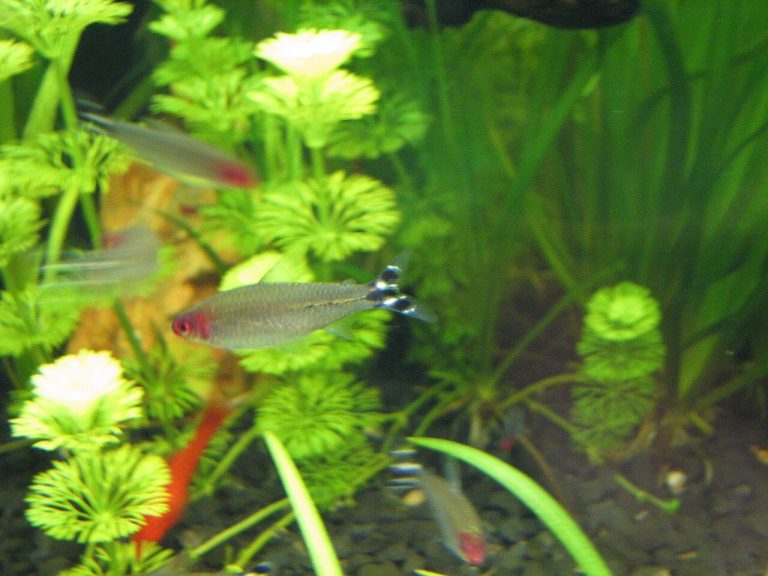 Rummy Nose Tetra Care Guide