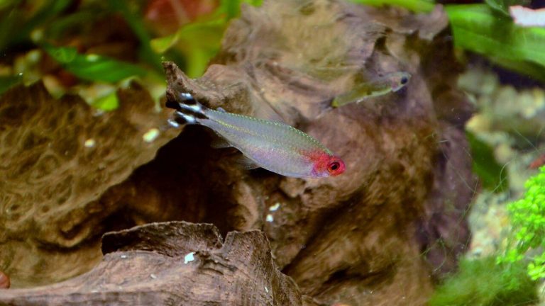 Rummy Nose Tetra For Beginners
