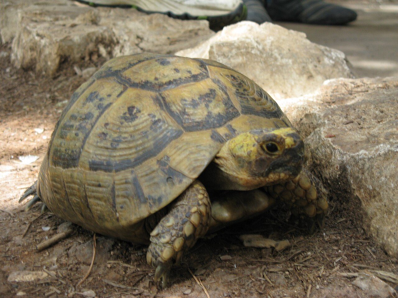 Russian Tortoise Not Eating