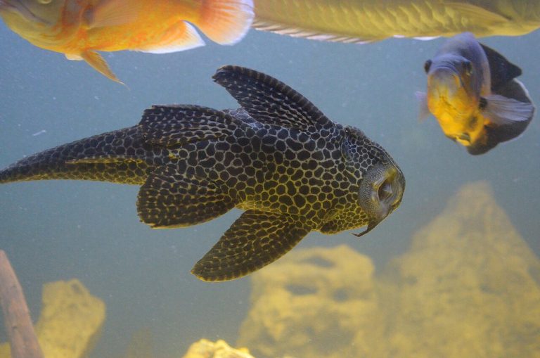 Sailfin Pleco Guide