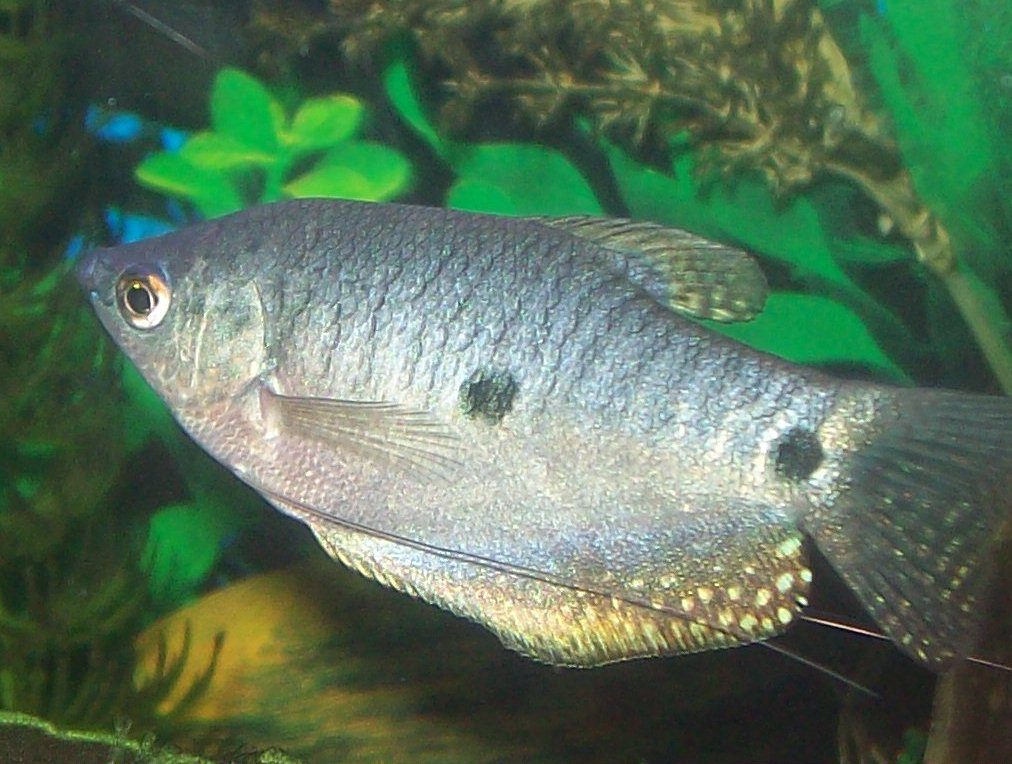 Saltwater Fish For A 10 Gallon Tank