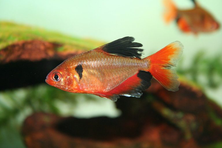 Serpae Tetra Disease / Dying / Stress Signs