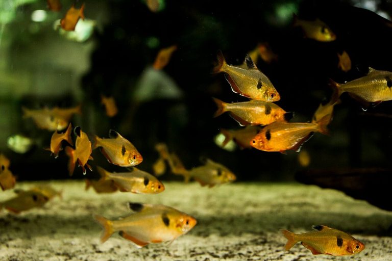 Serpae Tetra Male Vs Female