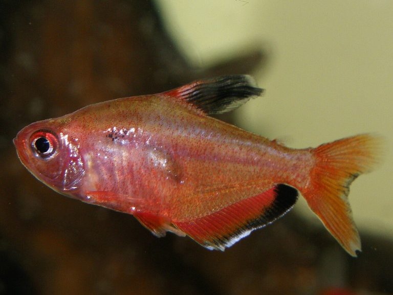 Serpae Tetra Tank Mates