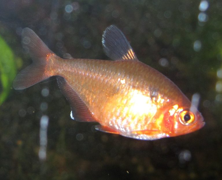 Serpae Tetra Tank Mates To Avoid