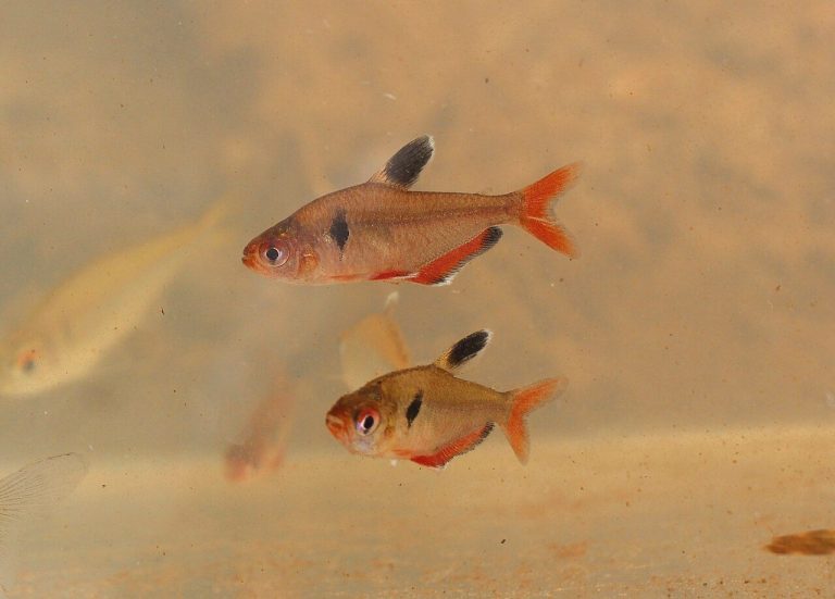 Serpae Tetra Tank Size (Gallons)