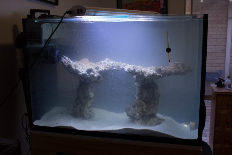 Siamese Algae Eater Guide