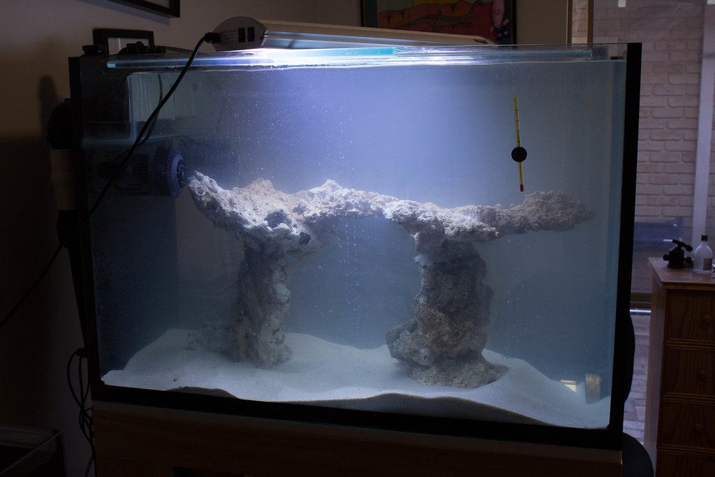 Siamese Algae Eater Guide
