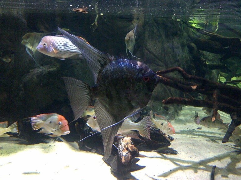 Signs My Angelfish Is Sick
