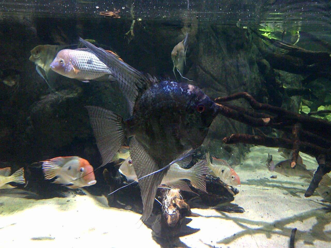 Signs My Angelfish Is Sick