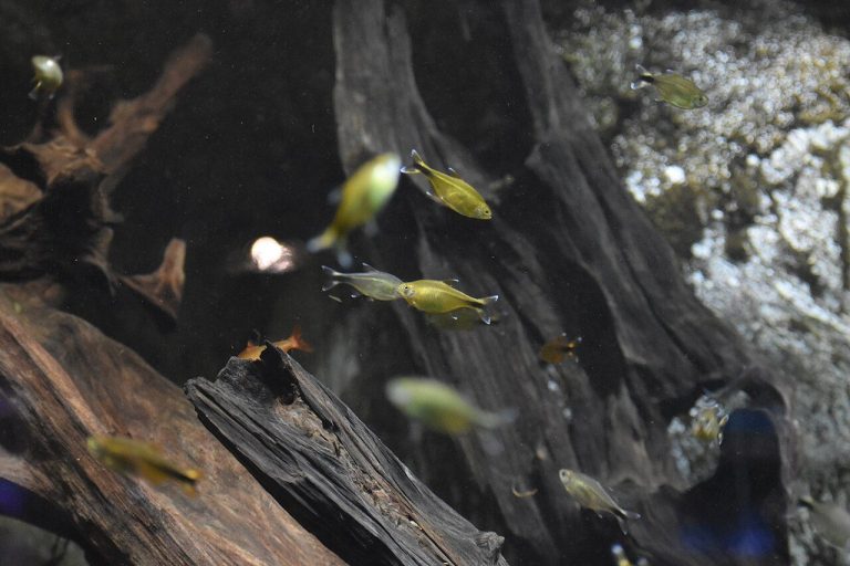 Silvertip Tetra Male Vs Female