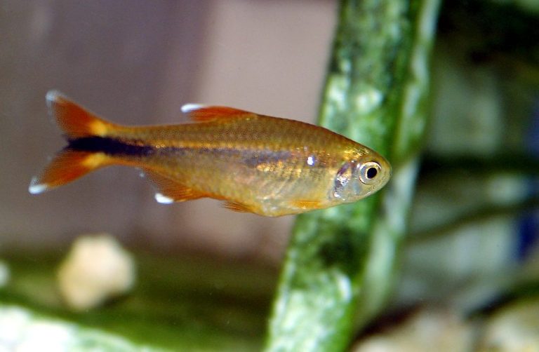 Silvertip Tetra Tank Mates To Avoid