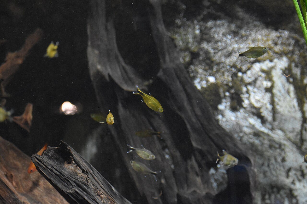 Silvertip Tetra Tank Mates