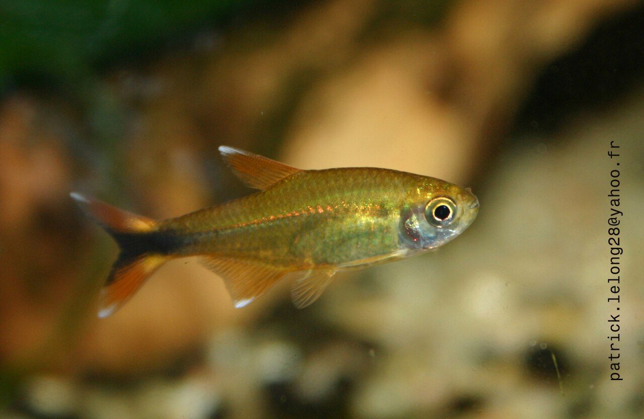 Silvertip Tetra Tank Size (Gallons)