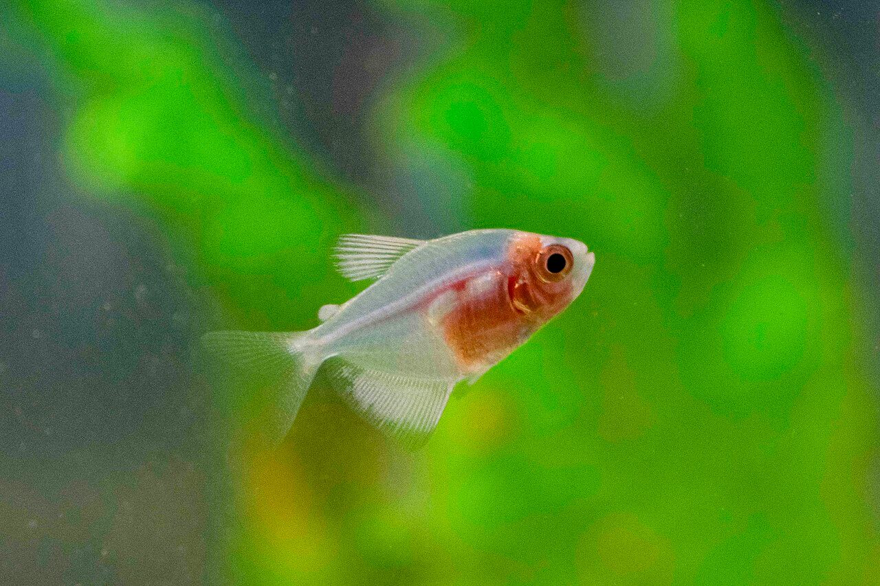 Silvertip Tetra Vs Black Skirt Tetra