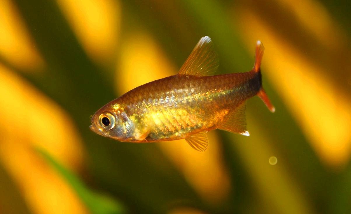 Silvertip Tetra With Betta Fish