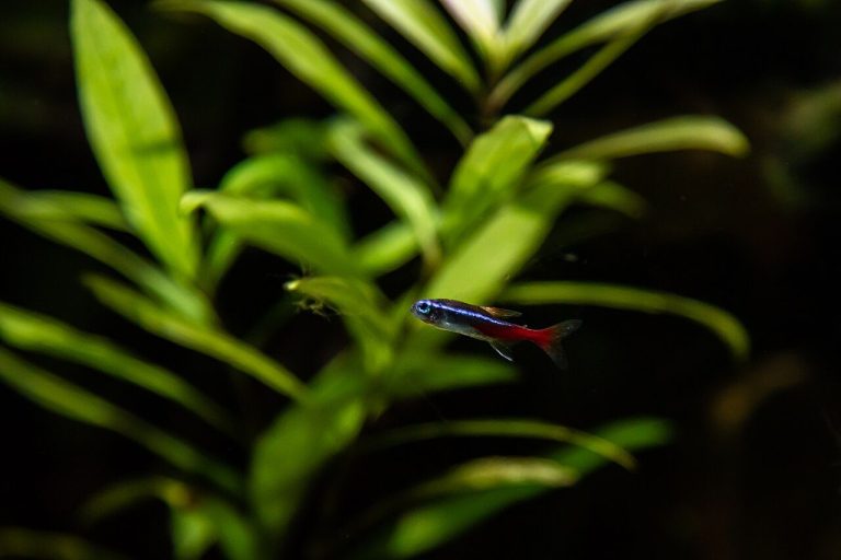 Small Tetra Fish For 5 Gallon Tank