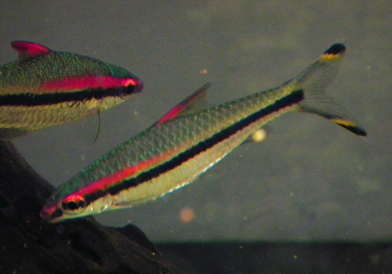 South American Freshwater Fish Species