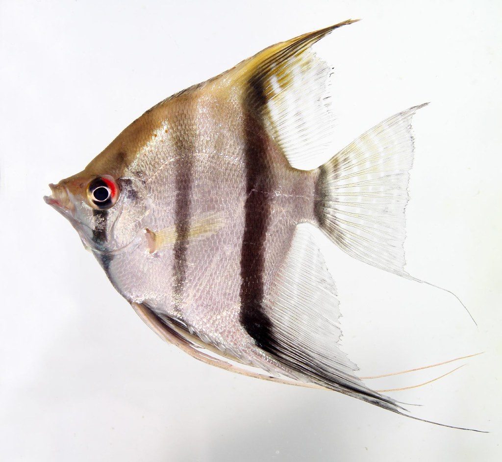 Stages Of Angelfish Eggs