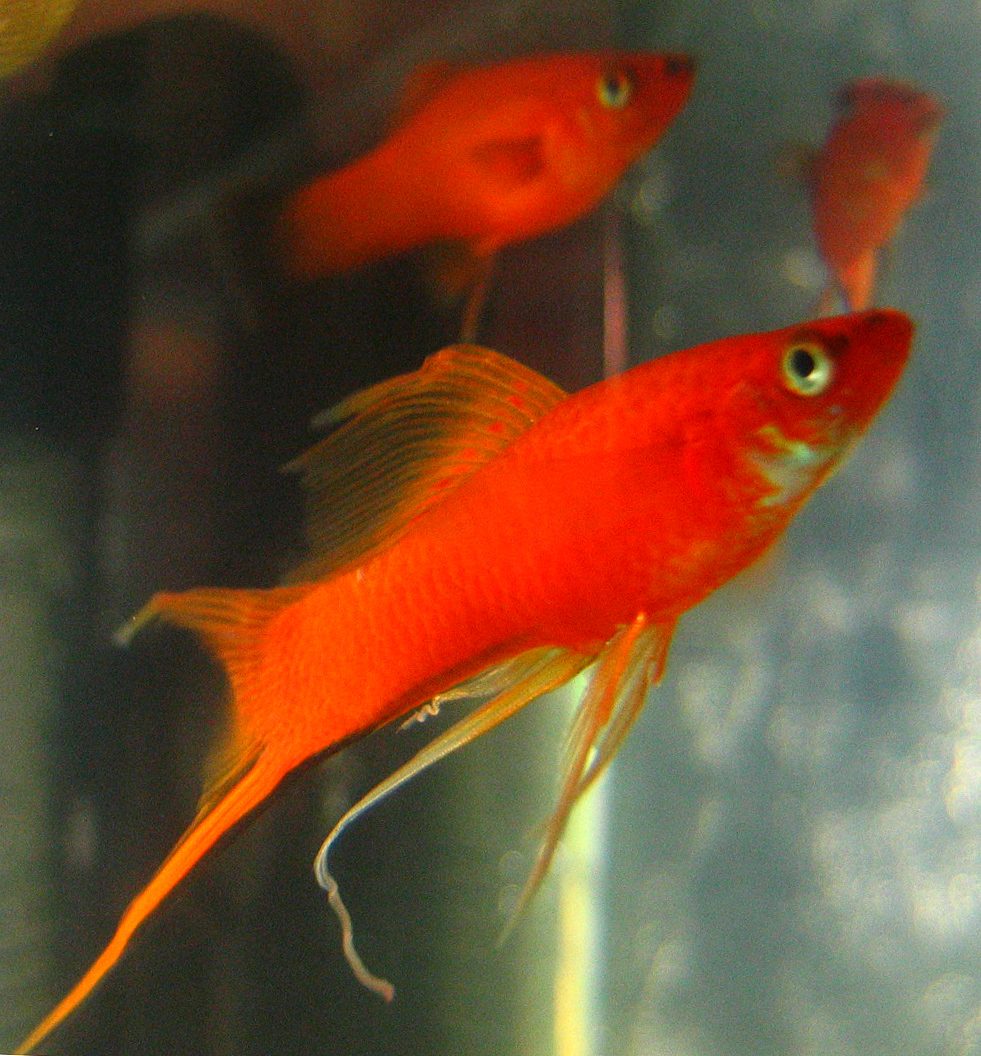 Striped Freshwater Fish Species