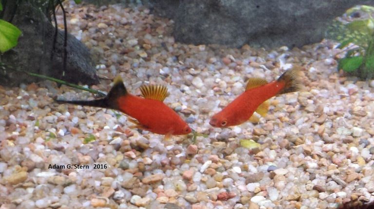 Swordtail Fish Guide