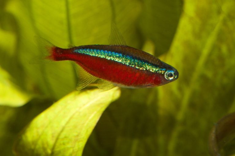 Synodontis Catfish Guide