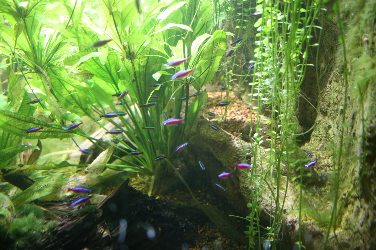 Tank Mates For Tetras