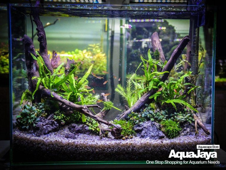 Tank Transfer Method Marine Ich