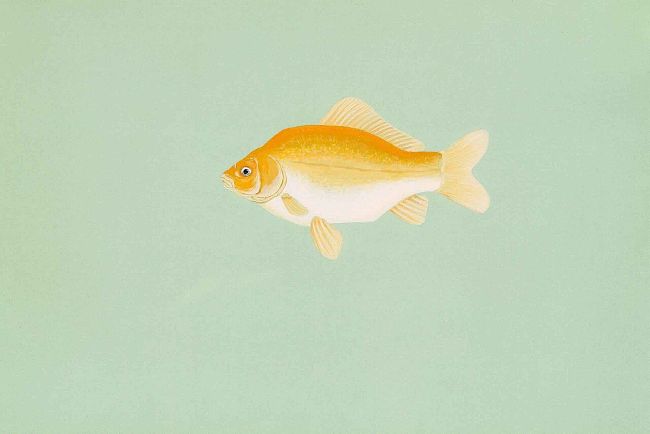 Telescope Eye Goldfish Guide
