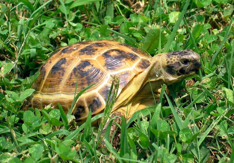 Terrarium for Russian Tortoise