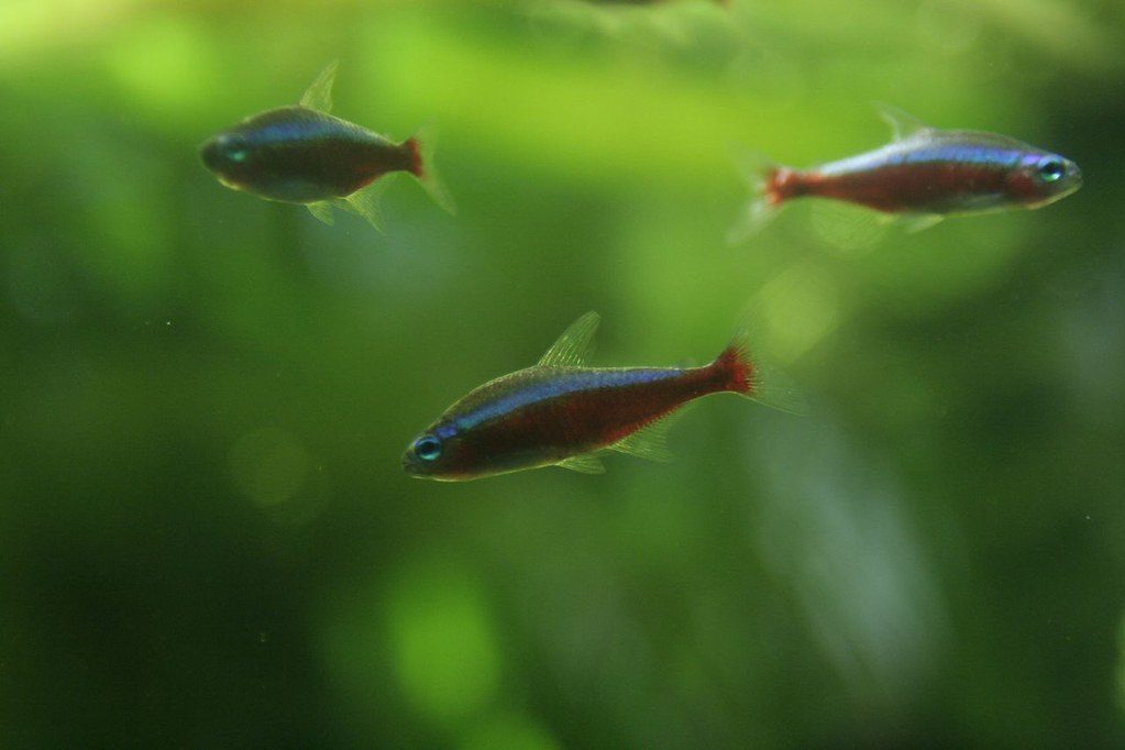 Tetra 20 Gallon Fish Tank