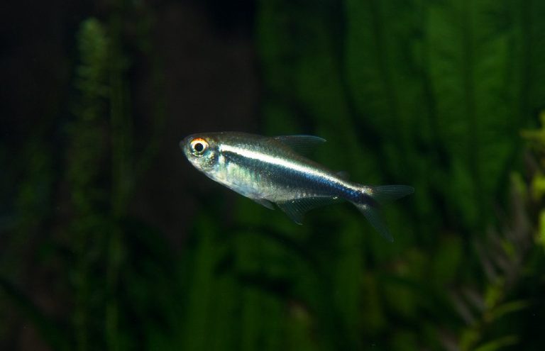 Tetra 5 Gallon Aquarium