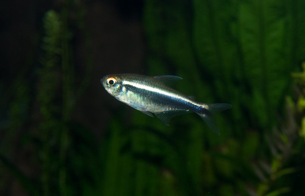 Tetra 5 Gallon Aquarium