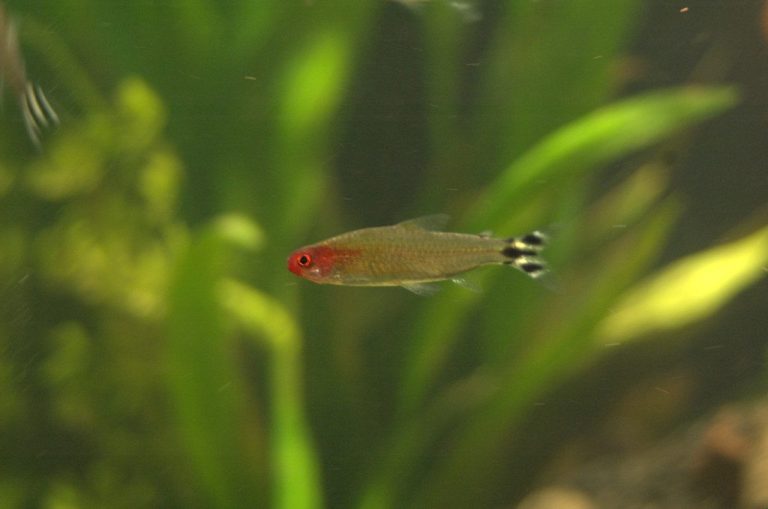 Tetra 5 Gallon Fish Tank