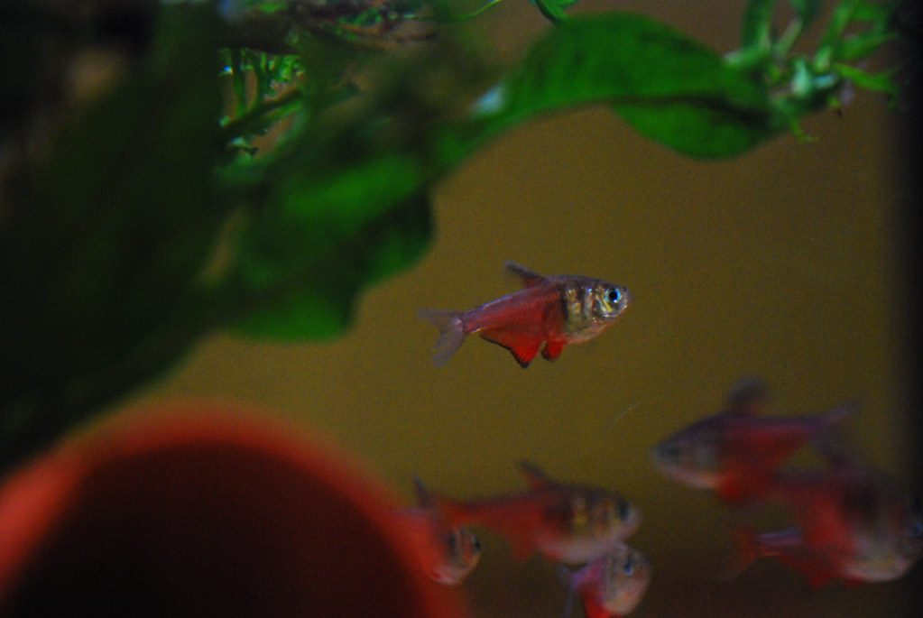 Tetra Aquarium Filter