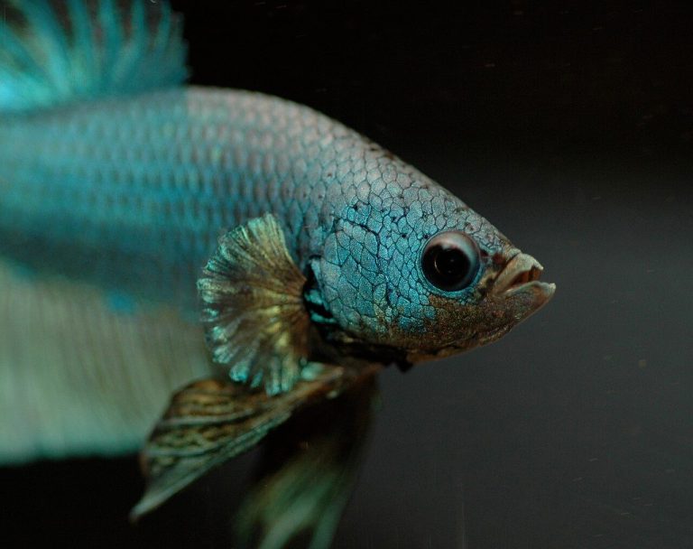 Tetra Betta Fish Food