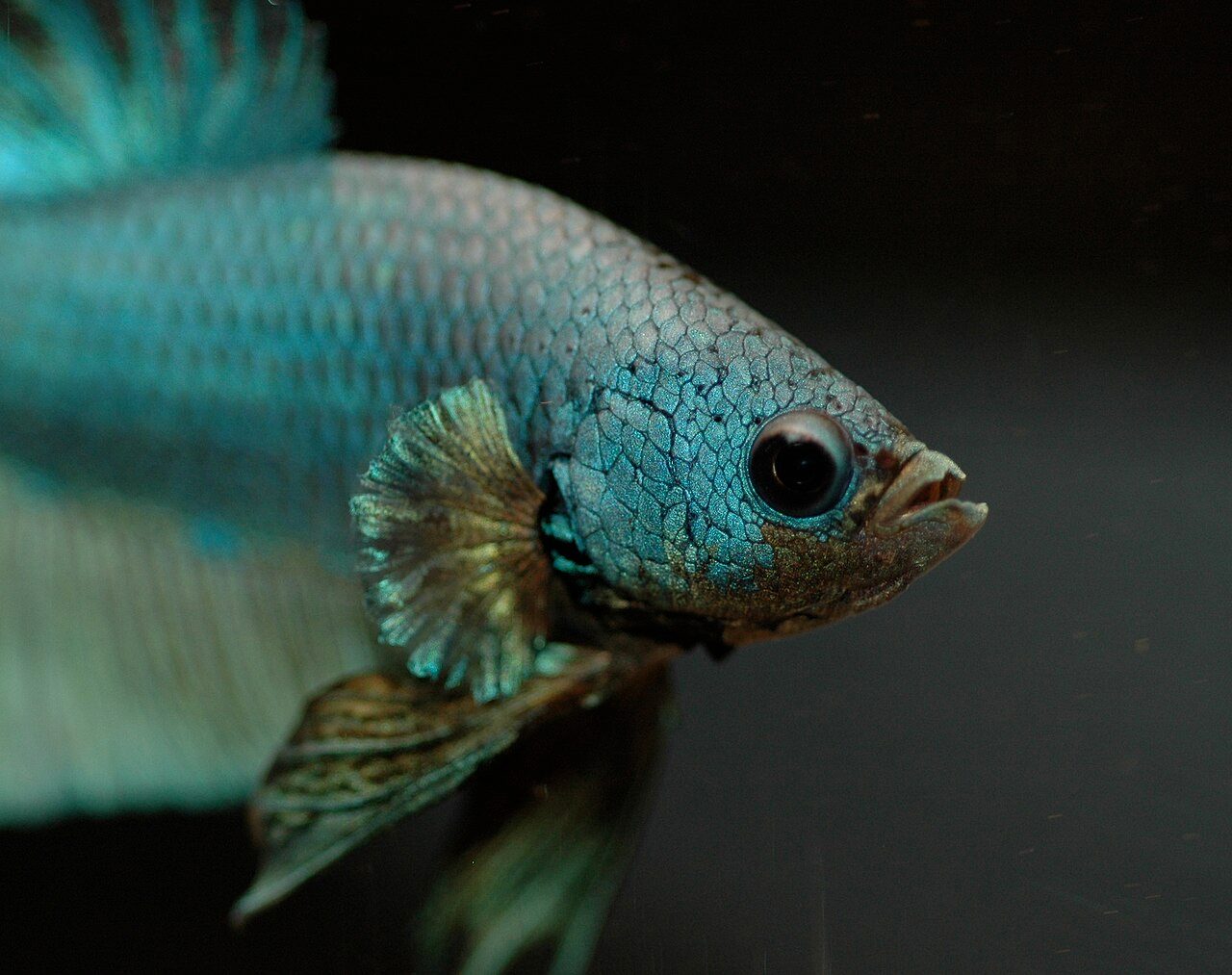 Tetra Betta Fish Food