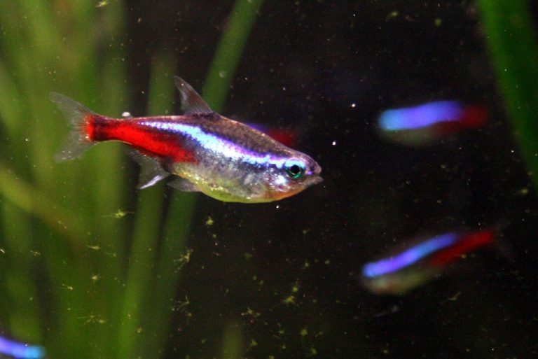 Tetra Fish Compatibility Chart