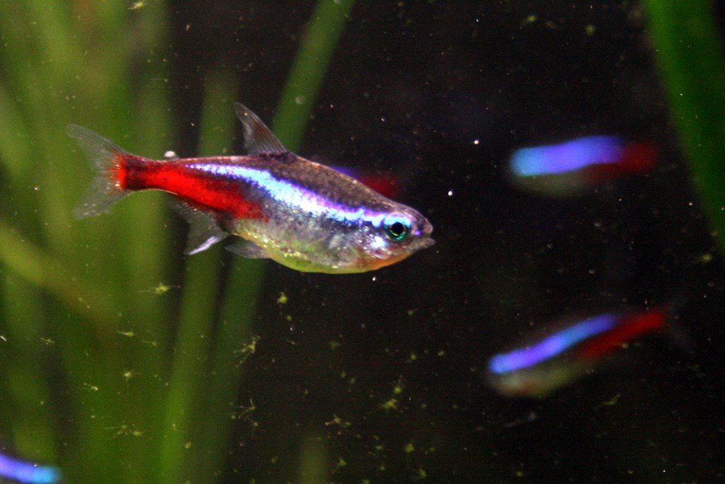 Tetra Fish Compatibility Chart