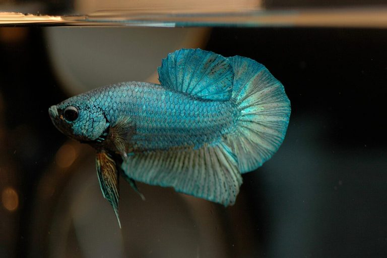 Tetra Fish With Betta