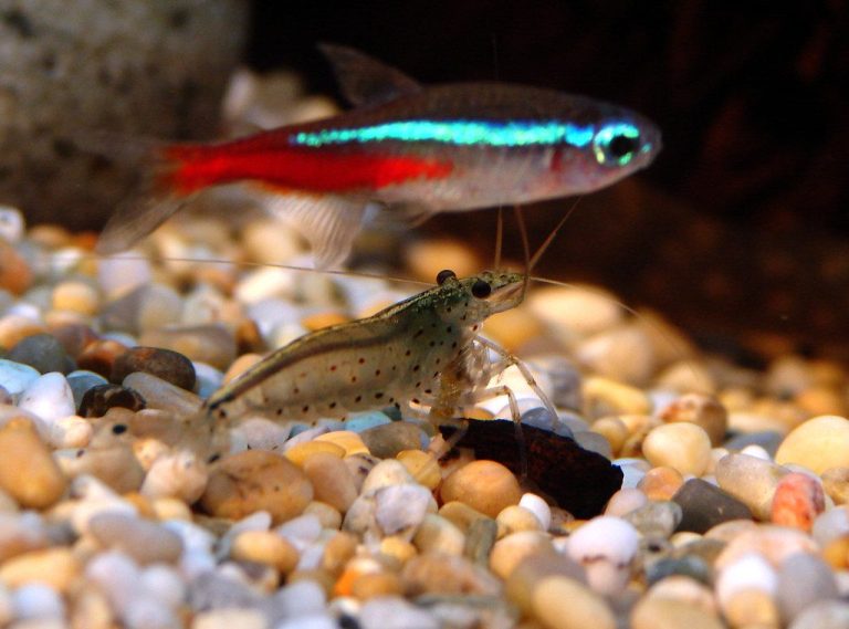 Tetras For Beginners