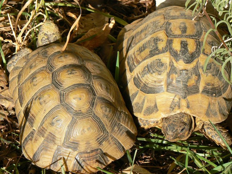 Tortoise Respiratory Infection Home Treatment