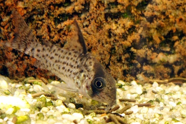 Types Of Cory Catfish (Corydoras)
